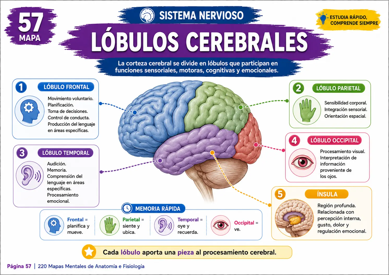 Mapa mental del sistema cardiovascular