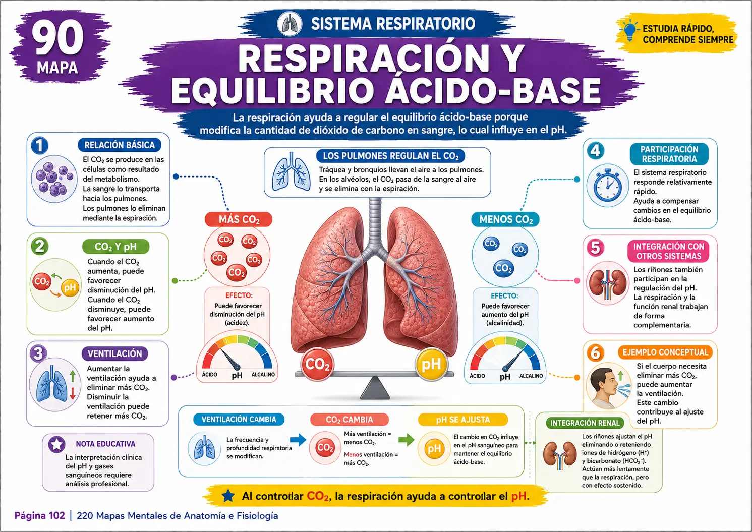 Mapa mental del sistema esquelético